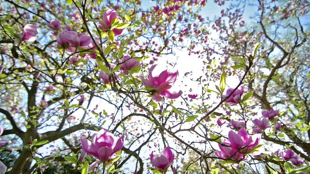 magnolia soulangeana