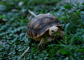 turtle