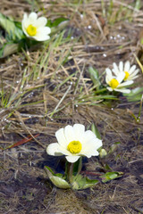 Flowering   Caltha leptosepala (White Marsh Marigold, Twinflower