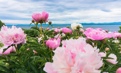 view of bright pink peonies with lake and mountains in the background