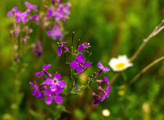Fireweed flowers with raindrops