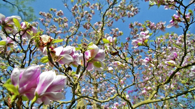 magnolia soulangeana