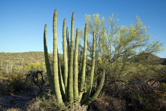 Fine specimens of Organ Pipe Cactus and Palo Verde in Organ Pipe Cactus National Monument in Arizona