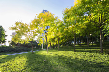 green trees and grass field in park under sunshine