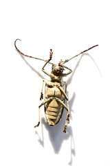 Long-horn beetles