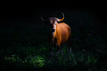 Female Banteng (Bos javanicus) in real nature stair at us in the dark
