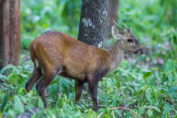  Hog deer(Cervus porcinus) in nature 