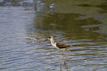 black-winged stilt,Himantopus himantopus