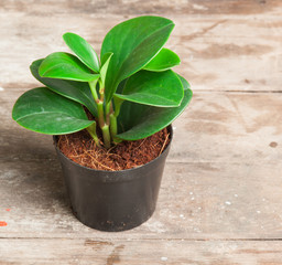 Young plant in pot on  wooden background