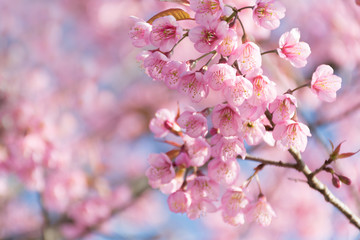 Naklejka premium Wild Himalayan Cherry (Prunus cerasoides) blooming in northern T