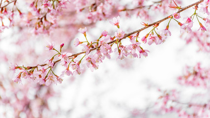 Wild Himalayan Cherry (Prunus cerasoides) blooming in northern Thailand to Himalaya Range in India.