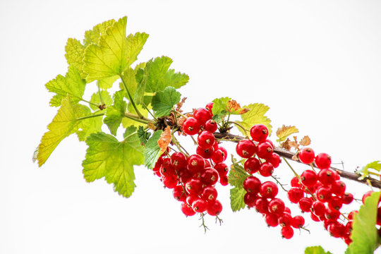 Reife Johannisbeeren