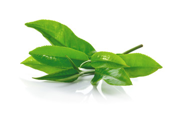 green tea leaf isolated on white background