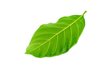 Obraz premium Jackfruit leaves on white background.