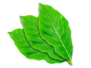 Obraz premium Jackfruit leaves on white background.