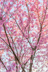 Wild Himalayan Cherry (Prunus cerasoides) blooming in northern T