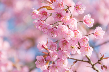 Wild Himalayan Cherry (Prunus cerasoides) blooming in northern T