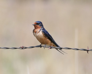 A single Barn Swallow perched on barbed wire with a watchful eye.