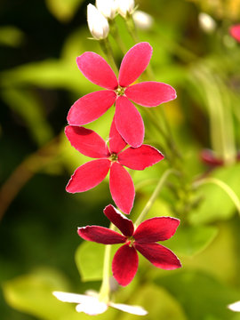 Red flower of Rangoon creeper.