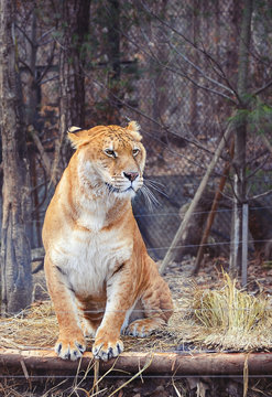 Fototapeta Liger, tiger+lion