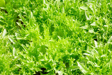 Frillice Iceberg Plant organic salad vegetables.