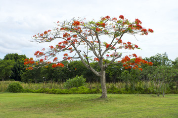 Spring Flower. The Flame Tree. (Delonix regia (Boj. ex Hook.))