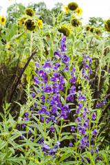 Beautiful field of Angelonia angustifolia in the garden.
