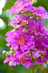 Pink color of Queen's crape myrtle flower.(Lagerstroemia specios