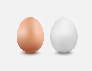 brown and white egg,vector