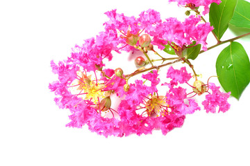 Crape Myrtle Flowers (Lagerstroemia indica L.)