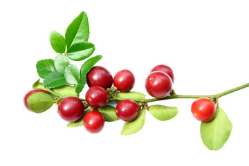 Super fruit, Scientific name Carissa carandas Linn.