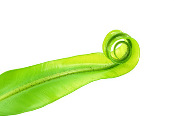 Soft leaves of the Bird's nest fern (Asplenium nidus) on white b