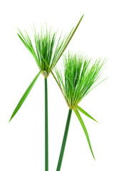 Egyptian papyrus. (Cyperus papyrus L.)