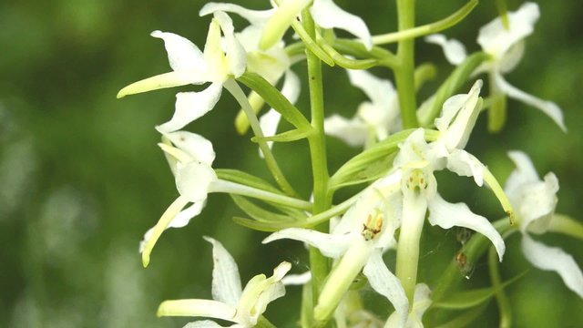 Die Gr&uuml;nliche Waldhyazinthe,Platanthera chlorantha,
Orchidee der Schw&auml;bischen Alb

