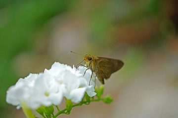 Butterfly on a white flower.