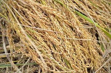 Rice field