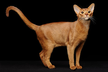 Portrait of beautiful young abyssinian cat - obrazy, fototapety, plakaty