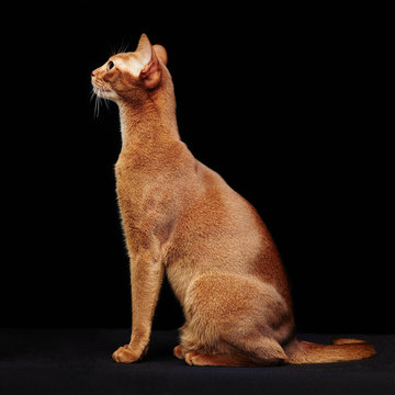 รูปภาพAbyssinian – เลือกดูภาพถ่ายสต็อก เวกเตอร์ และวิดีโอ14,135 | Adobe ...