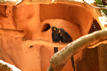 Photo taken during sightseeing around the Bird Park in Foz do Iguacu, Brazil.