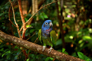 Photo taken during sightseeing around the Bird Park in Foz do Iguacu, Brazil.