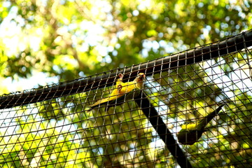 Photo taken during sightseeing around the Bird Park in Foz do Iguacu, Brazil.