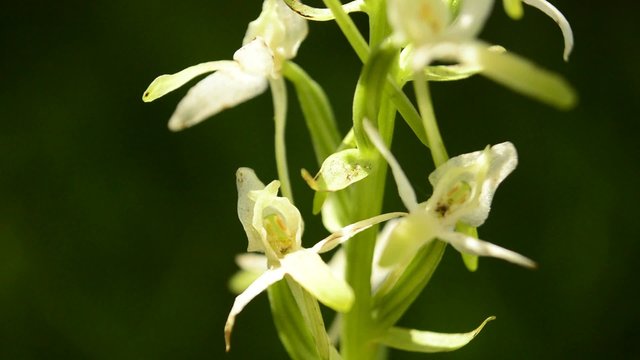 Die Gr&uuml;nliche Waldhyazinthe,Platanthera chlorantha,
Orchidee der Schw&auml;bischen Alb
