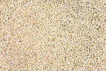Barley Background