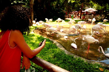 Photo taken during sightseeing around the Bird Park in Foz do Iguacu, Brazil.