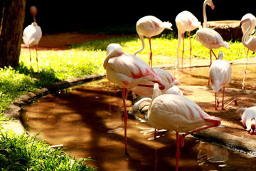 Photo taken during sightseeing around the Bird Park in Foz do Iguacu, Brazil.