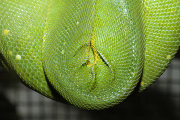 green tree python skin