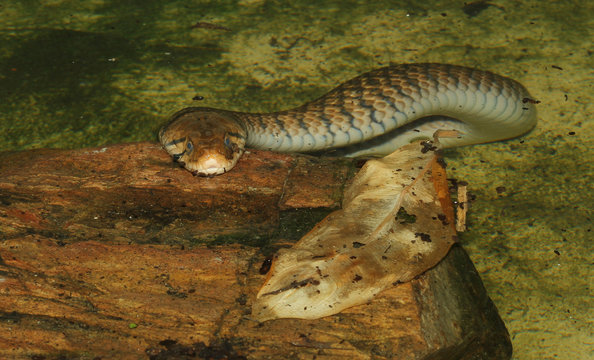 yellow-spotted keelback snake