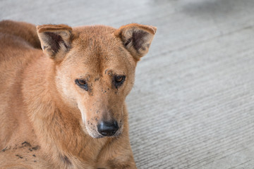 Brown homeless dirty dog look like sad