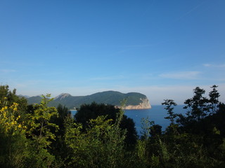 Вид на морской залив сквозь зелень с высоты