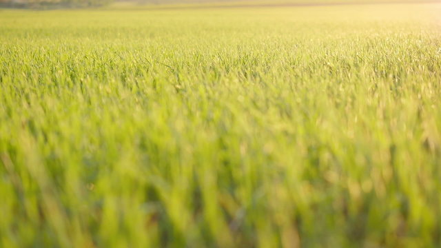 Green field of young wheat
